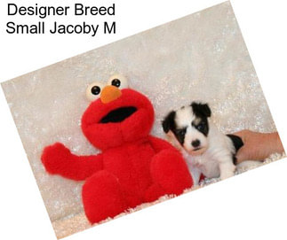 Designer Breed Small Jacoby M