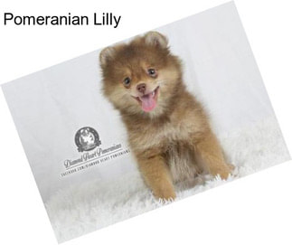 Pomeranian Lilly