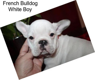 French Bulldog White Boy
