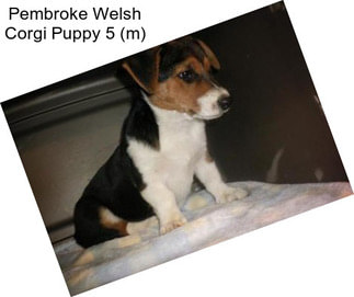 Pembroke Welsh Corgi Puppy 5 (m)