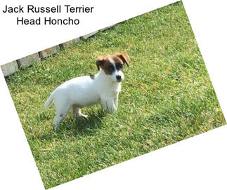 Jack Russell Terrier Head Honcho