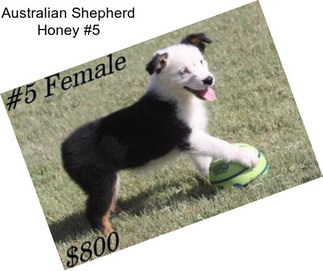 Australian Shepherd Honey #5