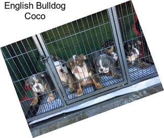 English Bulldog Coco