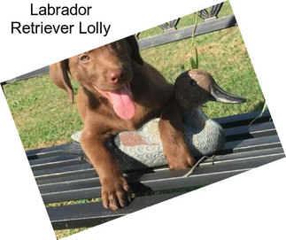 Labrador Retriever Lolly
