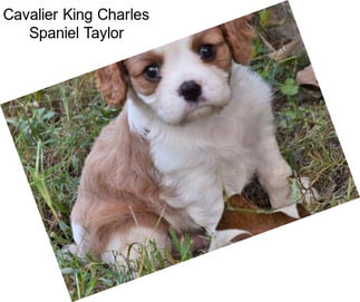 Cavalier King Charles Spaniel Taylor
