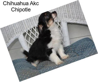 Chihuahua Akc Chipotle