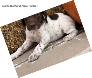 German Shorthaired Pointer Female 4