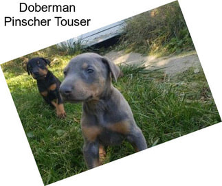 Doberman Pinscher Touser