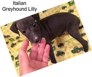 Italian Greyhound Lilly