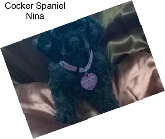 Cocker Spaniel Nina