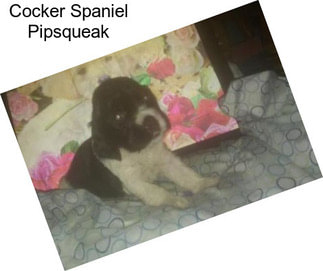 Cocker Spaniel Pipsqueak