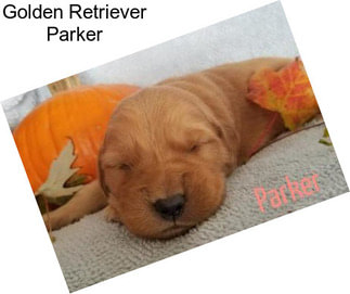 Golden Retriever Parker