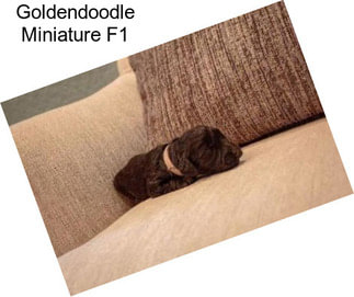 Goldendoodle Miniature F1