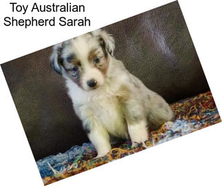 Toy Australian Shepherd Sarah