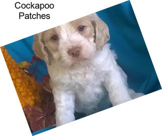 Cockapoo Patches