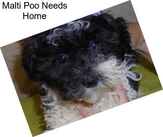 Malti Poo Needs Home