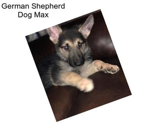 German Shepherd Dog Max