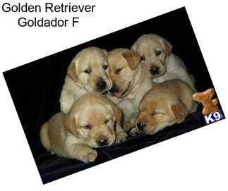Golden Retriever Goldador F