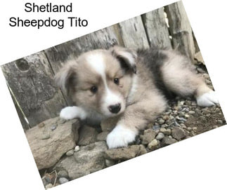 Shetland Sheepdog Tito