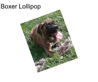 Boxer Lollipop