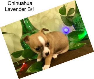 Chihuahua Lavender B/1