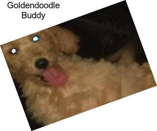 Goldendoodle Buddy