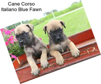 Cane Corso Italiano Blue Fawn