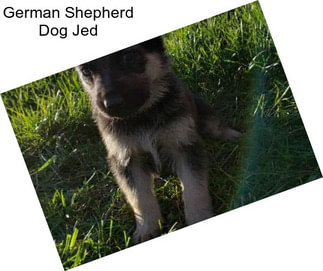 German Shepherd Dog Jed