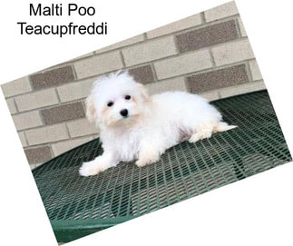 Malti Poo Teacupfreddi