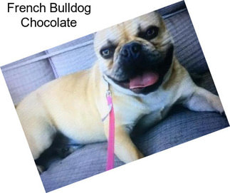 French Bulldog Chocolate