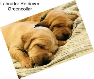 Labrador Retriever Greencollar