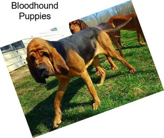 Bloodhound Puppies