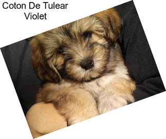 Coton De Tulear Violet