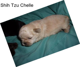 Shih Tzu Chelle