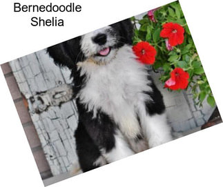 Bernedoodle Shelia
