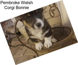 Pembroke Welsh Corgi Bonnie