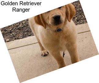 Golden Retriever Ranger