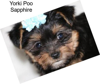 Yorki Poo Sapphire