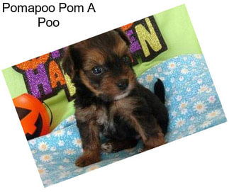 Pomapoo Pom A Poo