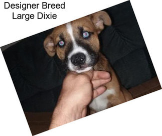 Designer Breed Large Dixie