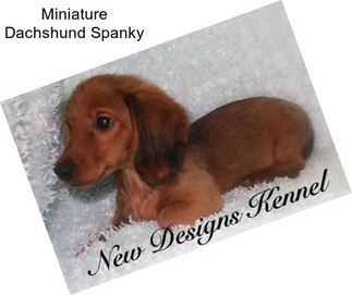 Miniature Dachshund Spanky