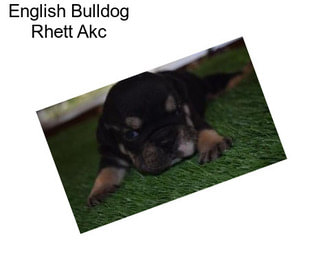 English Bulldog Rhett Akc