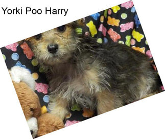 Yorki Poo Harry