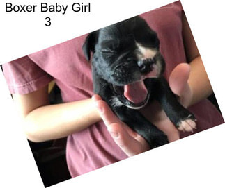 Boxer Baby Girl 3