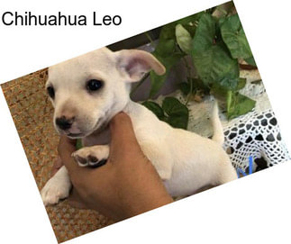 Chihuahua Leo