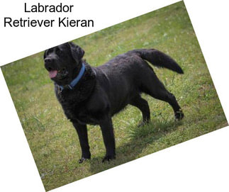 Labrador Retriever Kieran