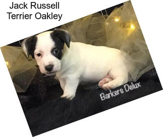 Jack Russell Terrier Oakley