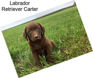 Labrador Retriever Carter