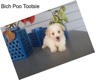 Bich Poo Tootsie