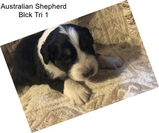 Australian Shepherd Blck Tri 1